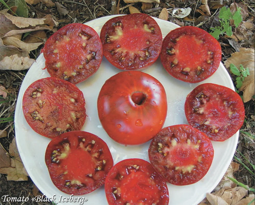 Must tomat Black Iceberg черноплодный помидор 